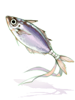 竹莢魚劍物品圖片