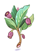 毒山莨菪物品圖片